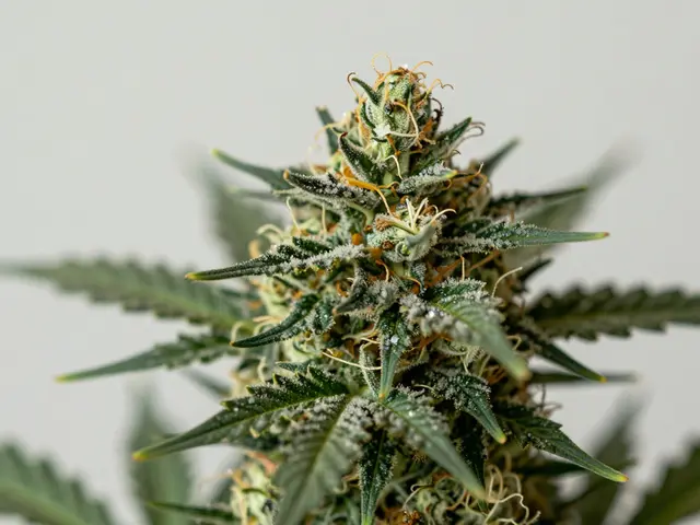 Jak působí Indica CBD? Pocit, účinky a rozdíly oproti Sative