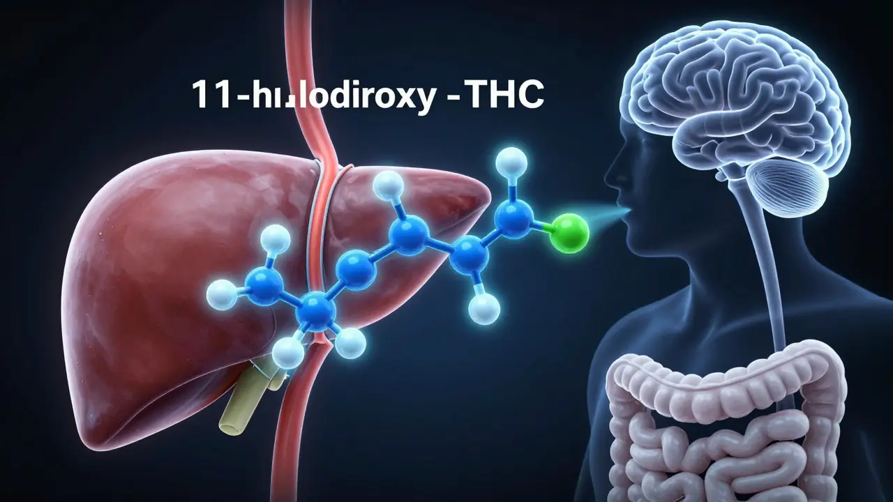 Ilustrace přeměny THC na 11-hydroxy-THC v játrech a cévách.